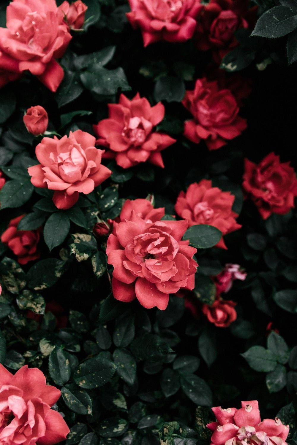 Rose Garden Pastel Red Aesthetic