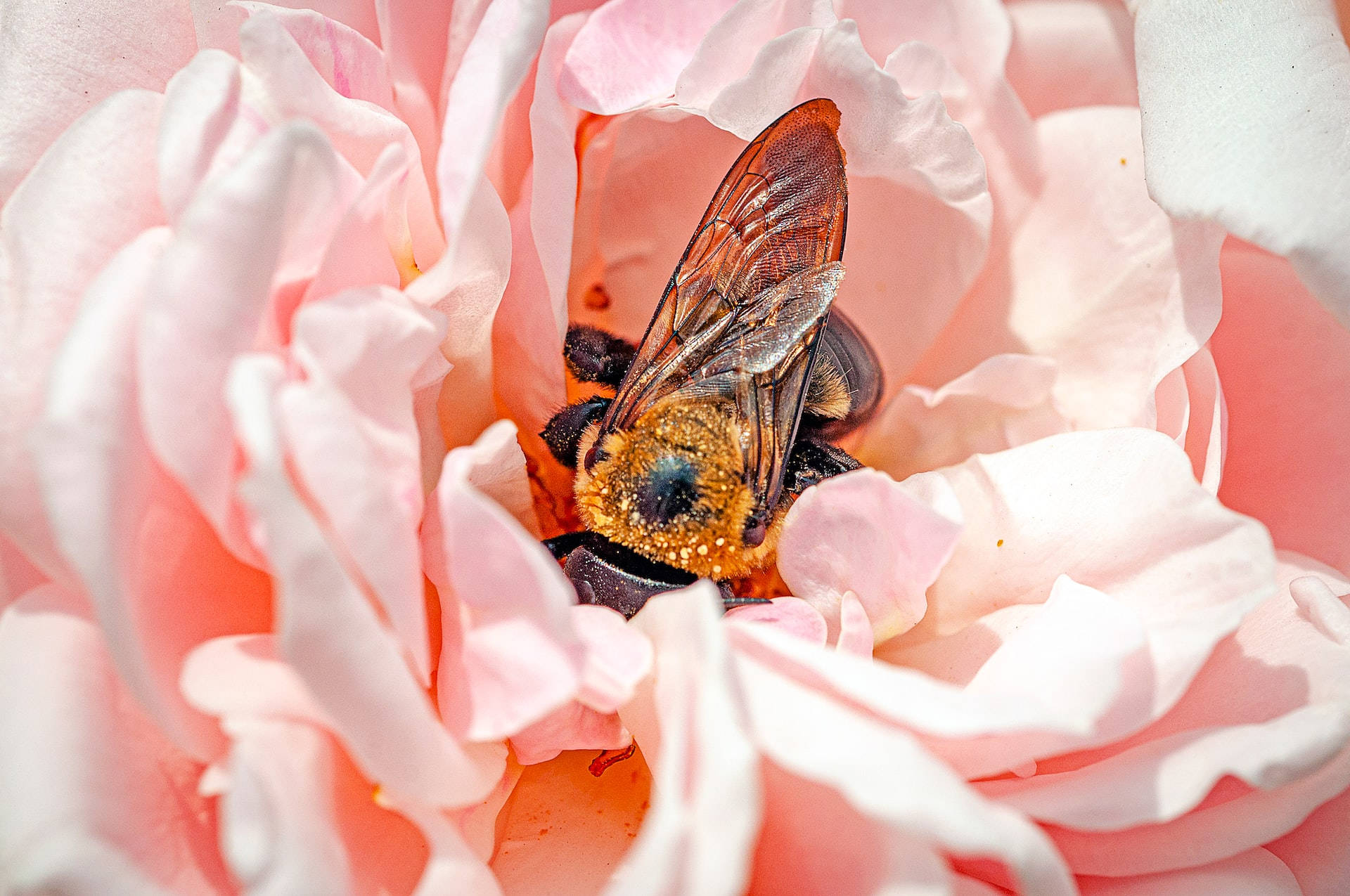 Rose Gold Aesthetic Bumble Bee Background