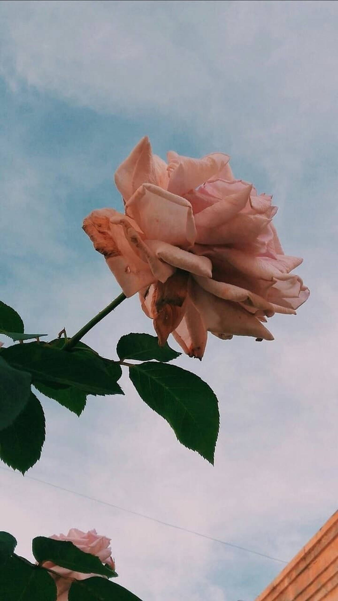 Rose Gold Aesthetic Photography Background
