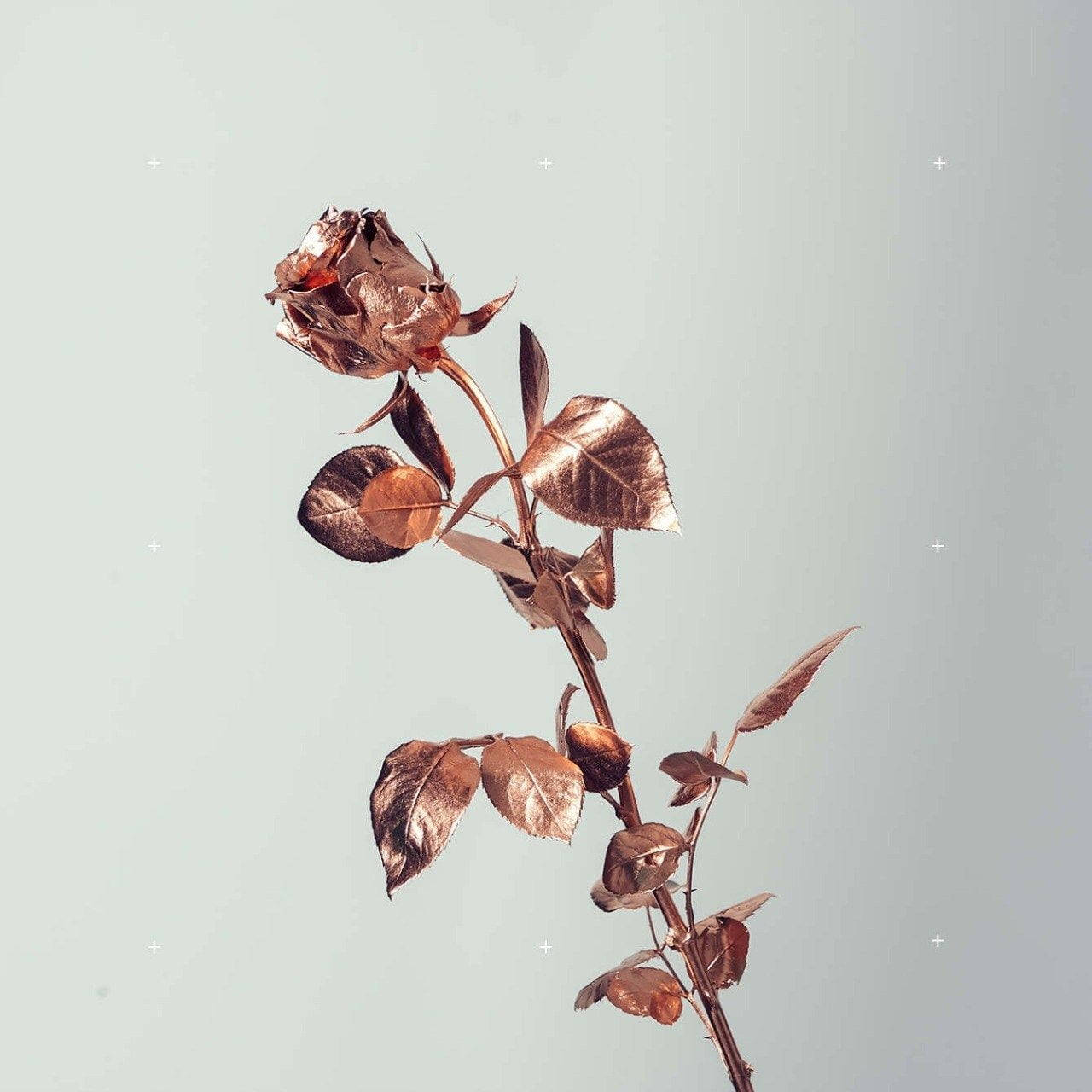 Rose Gold Tumblr Roses In White