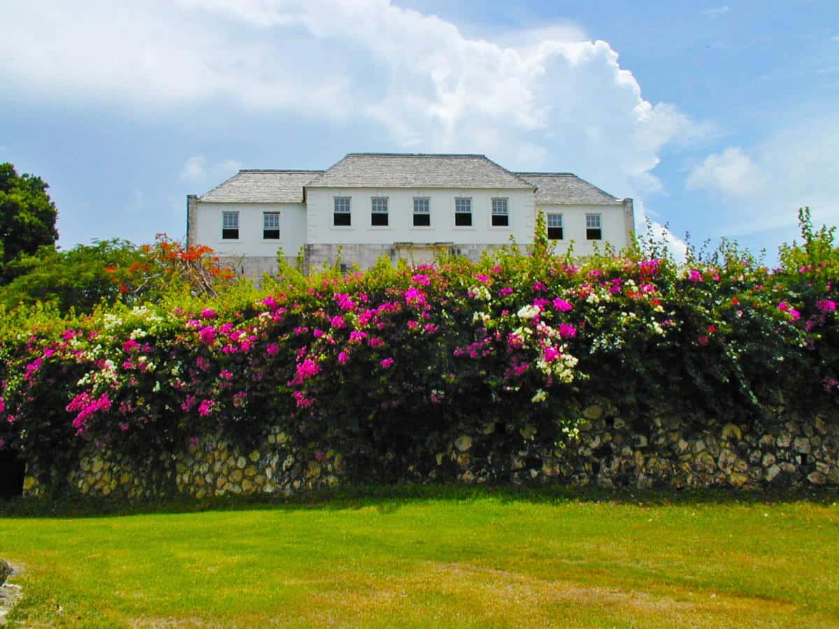 Rose Hall Great House Grass And Flowers Background