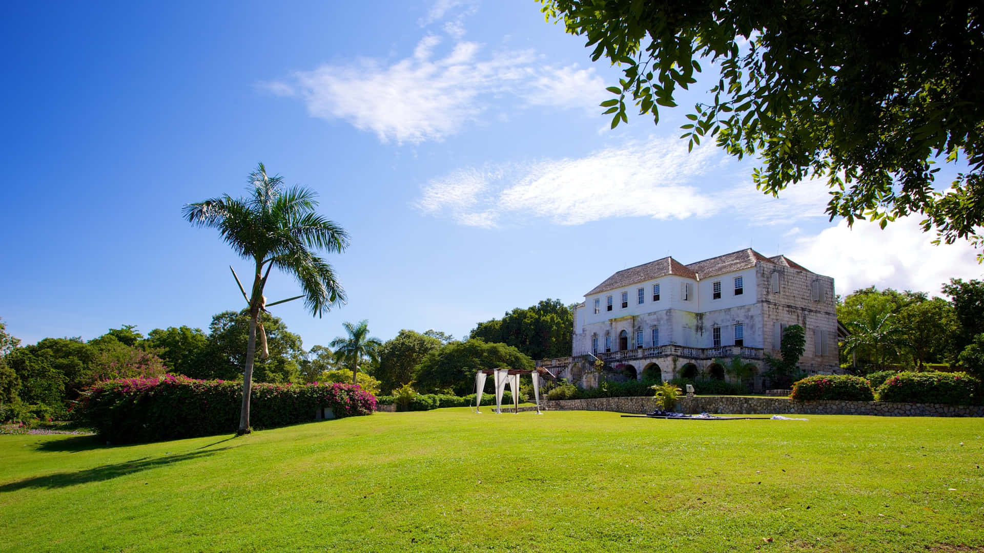 Rose Hall Great House Palm Tree Grass Field Background