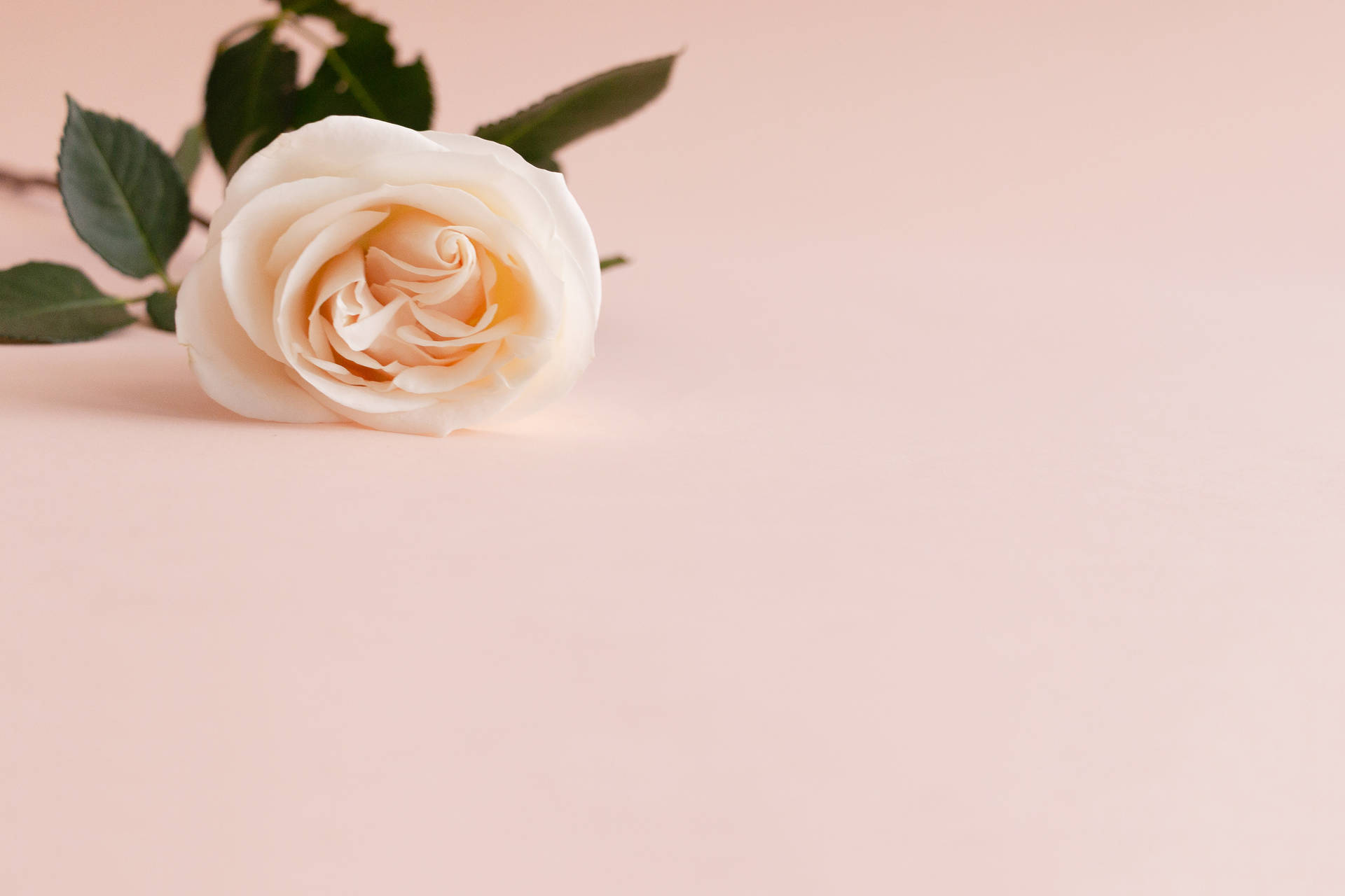 Rose In Pastel Pink Color Background