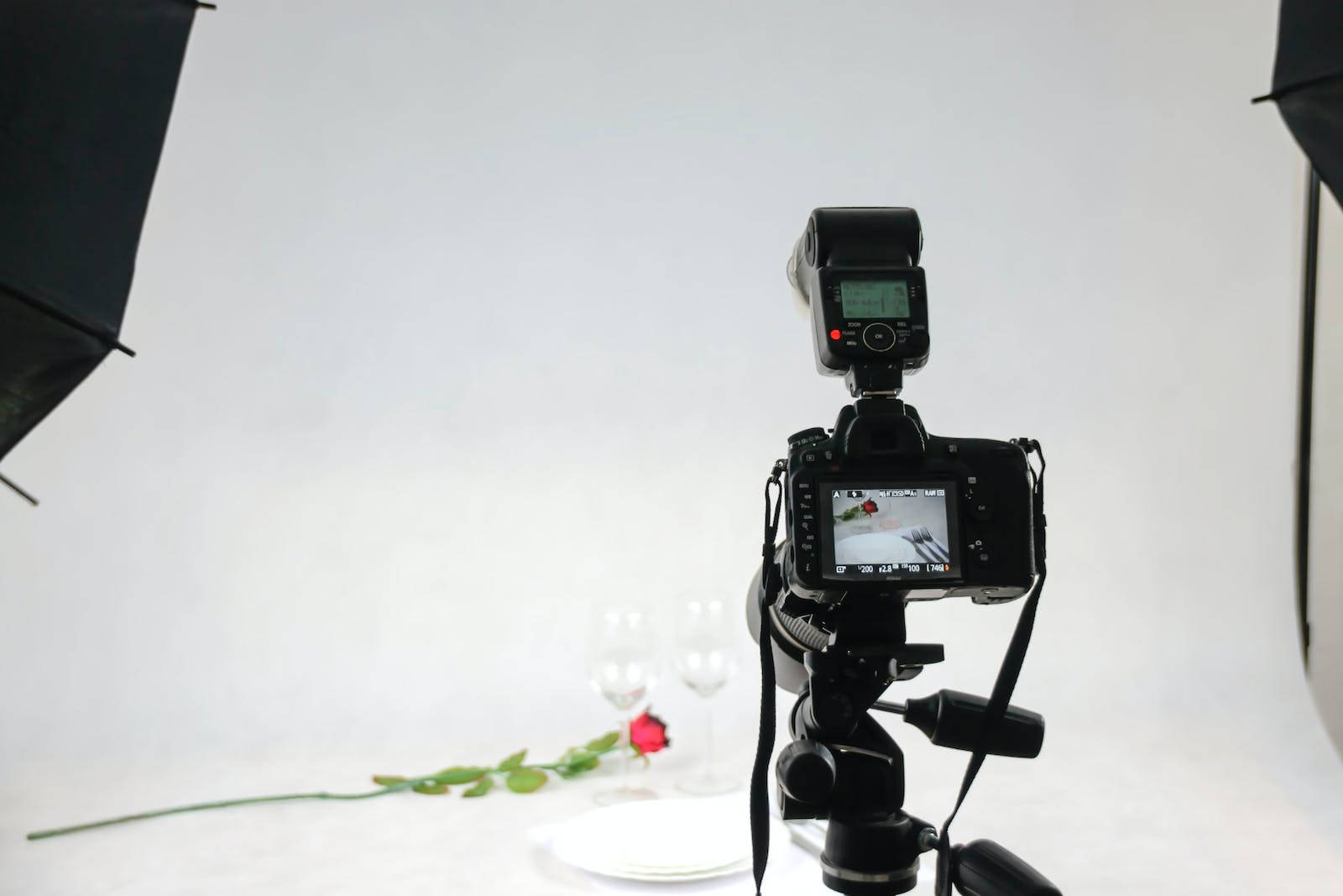 Rose In Photography Studio Background