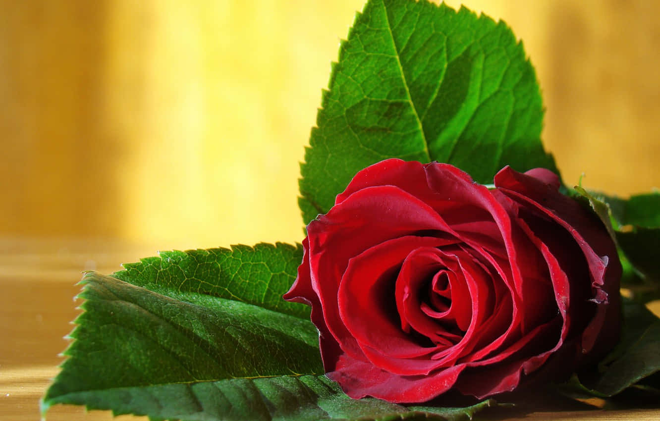 Rose Leaf Still Life Art