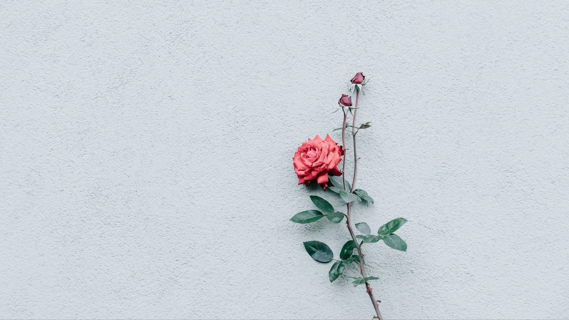 Rose Minimalist Flower Computer Background