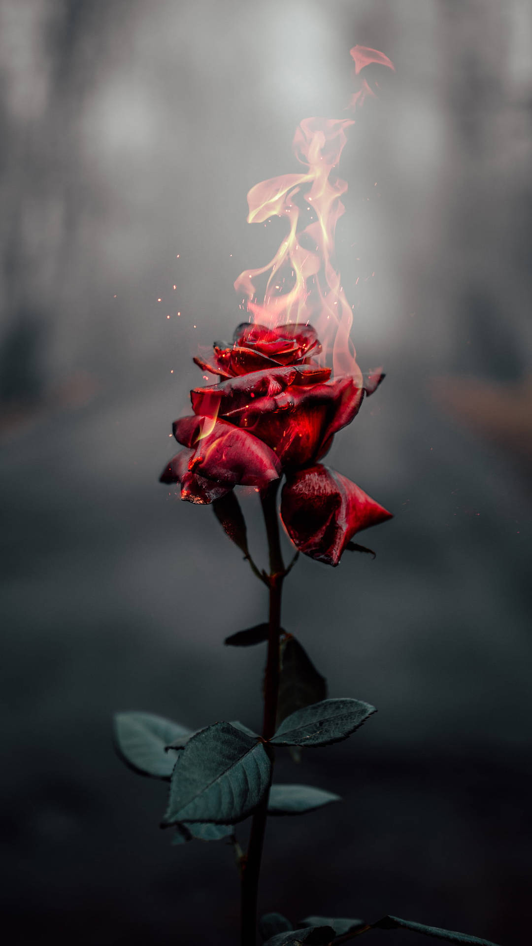 Rose On Fire Dark Hd Flowers Background