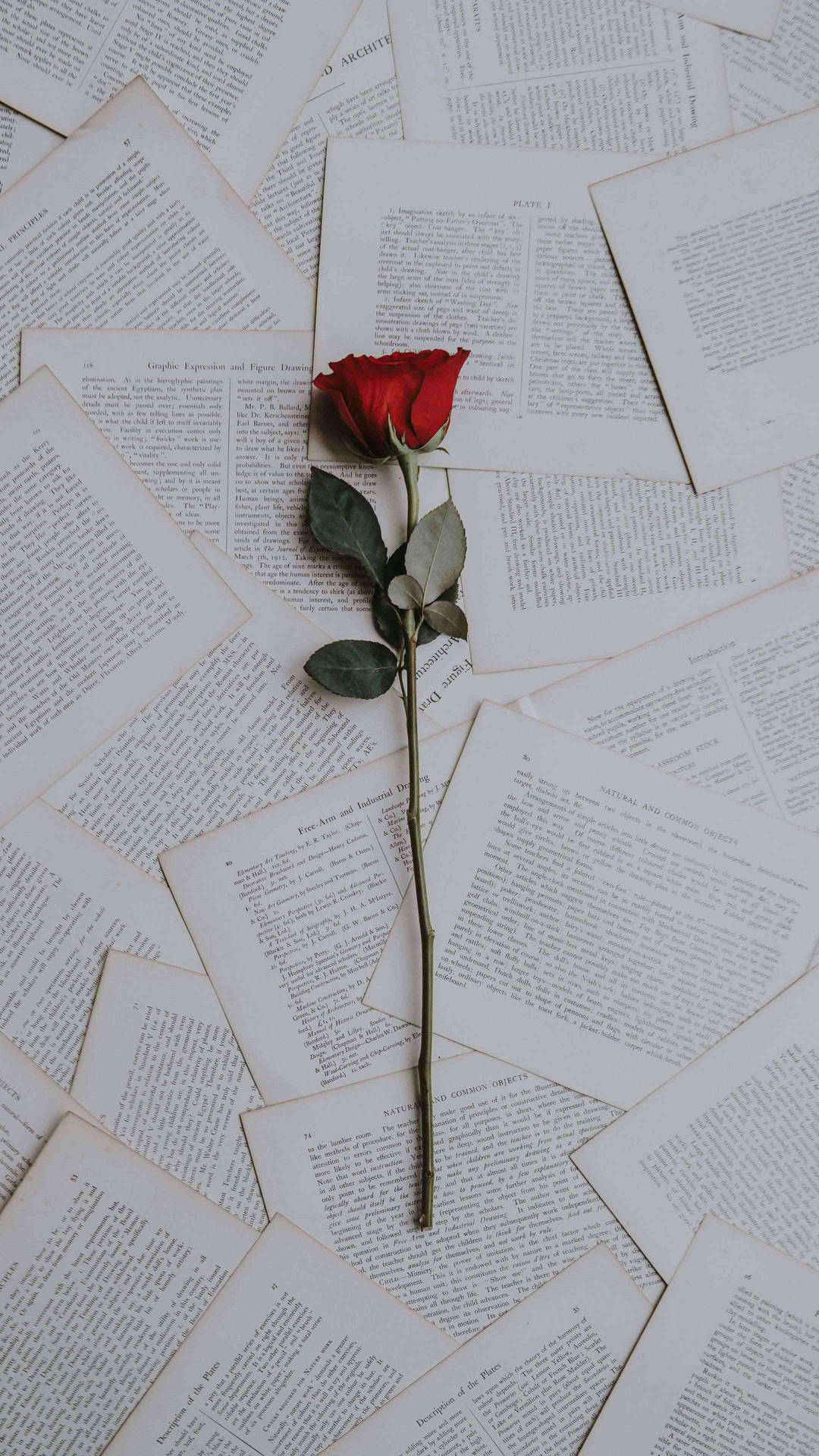 Rose On Papers Flower Phone Background Background
