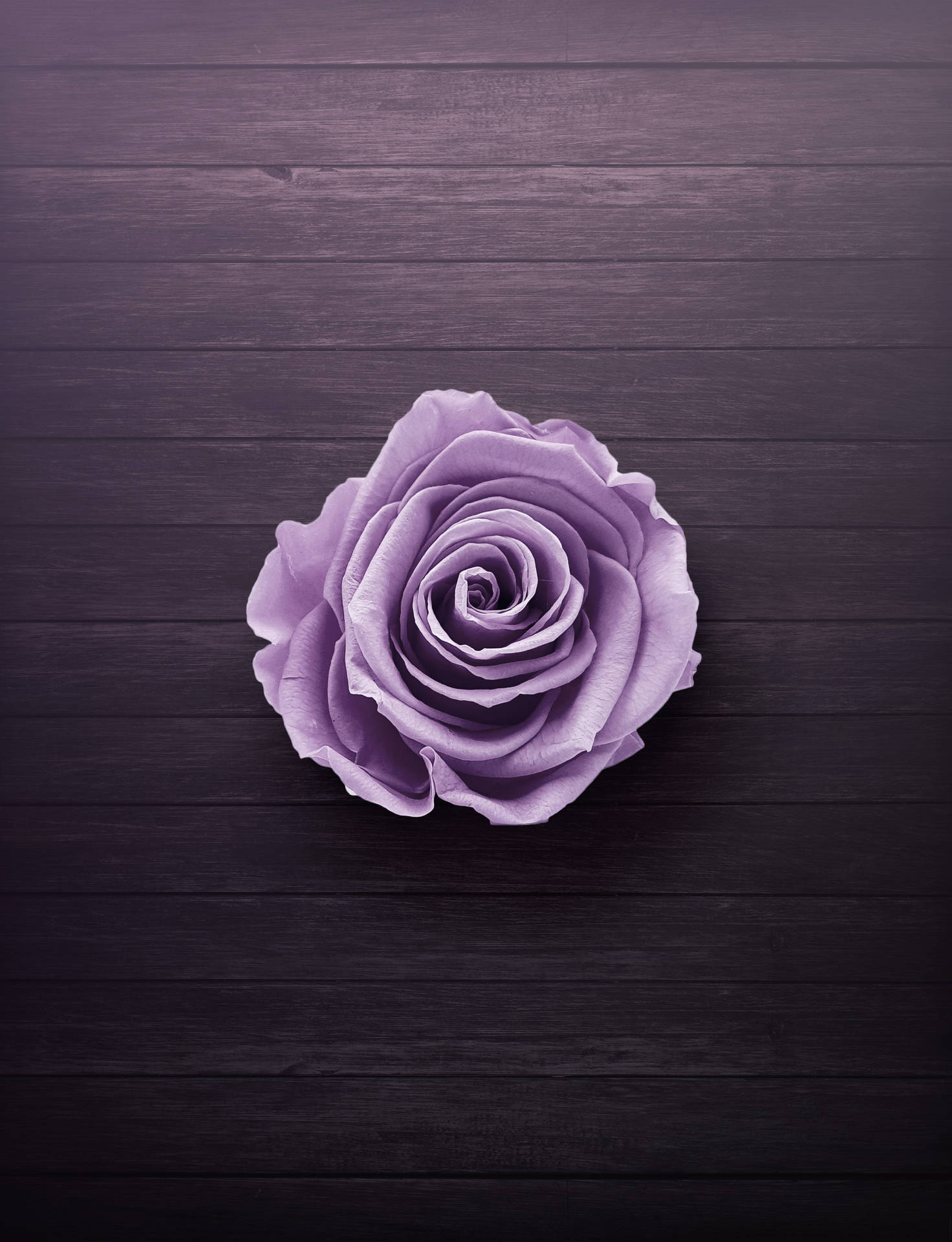 Rose On Wood Neon Purple Iphone Background