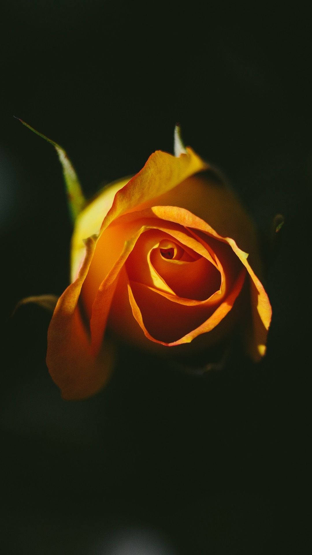 Rose Orange Phone Background