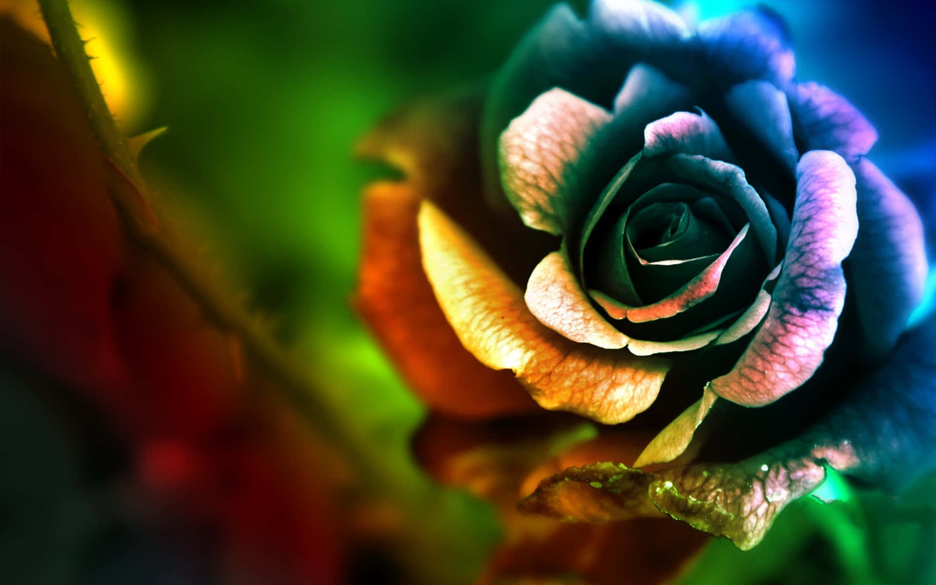 Rose Petals Ls In Several Colors Background