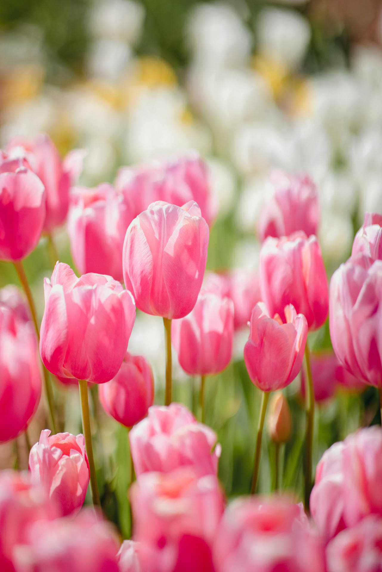 Rose Pink Tulips Background