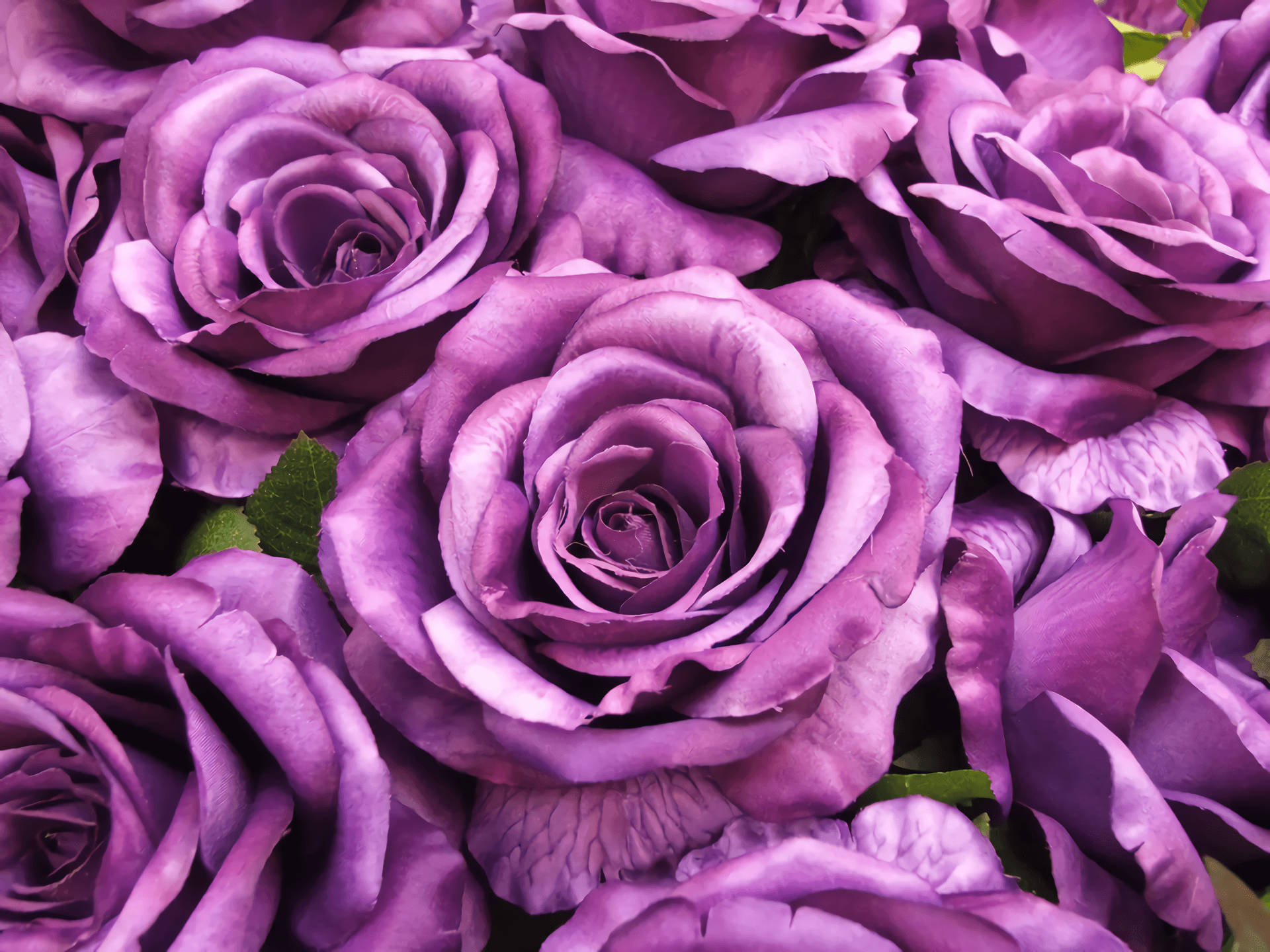 Rose Purple Flower Desktop Background