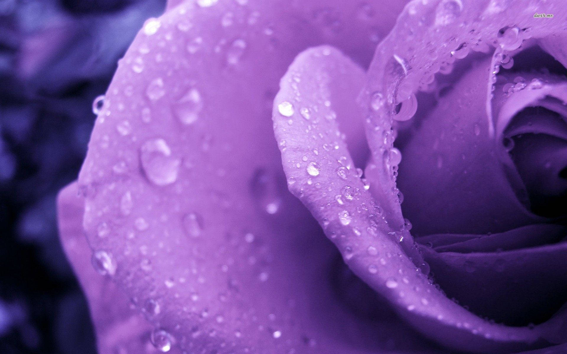 Rose Purple Flower Macro Shot Background