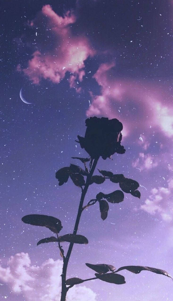 Rose Silhouette And Purple Sky Background