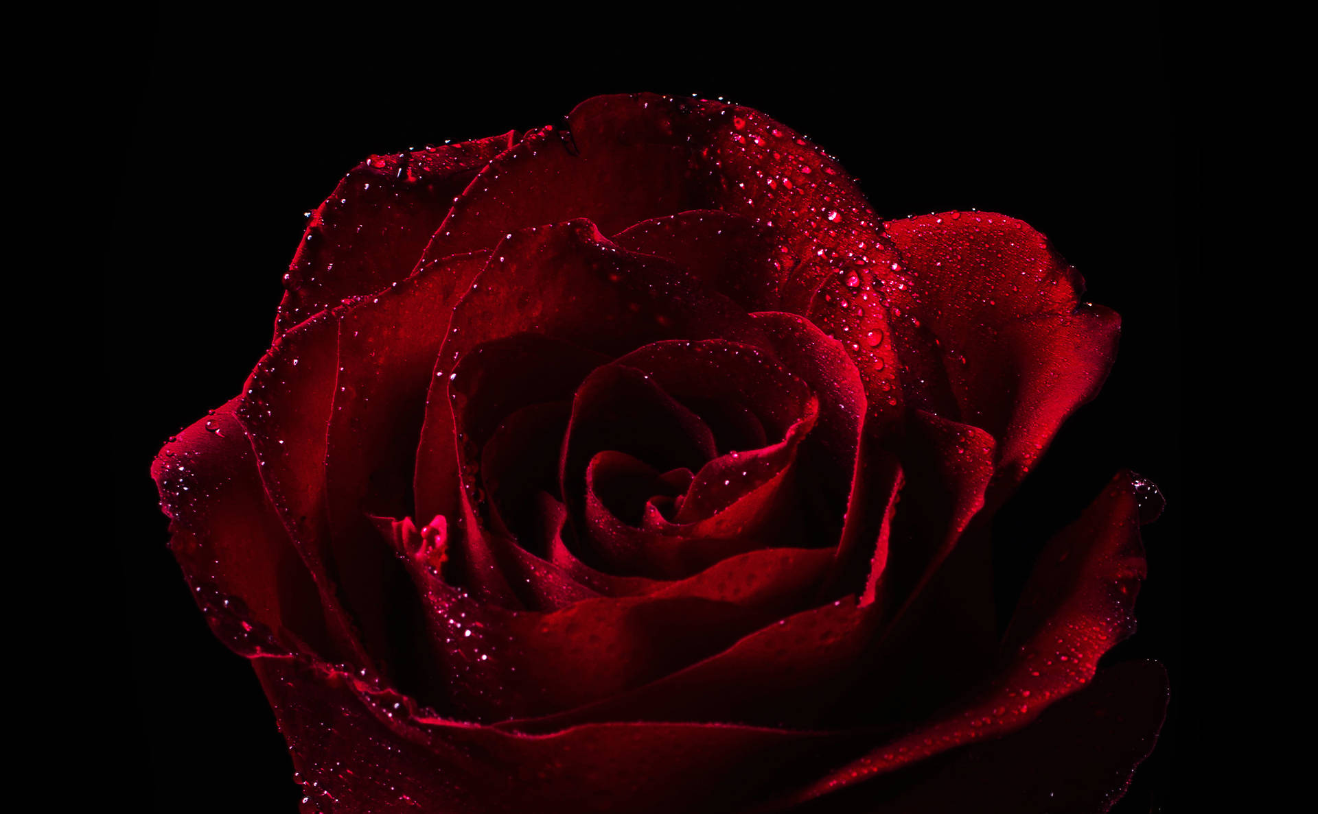 Rose With Water Droplets Background