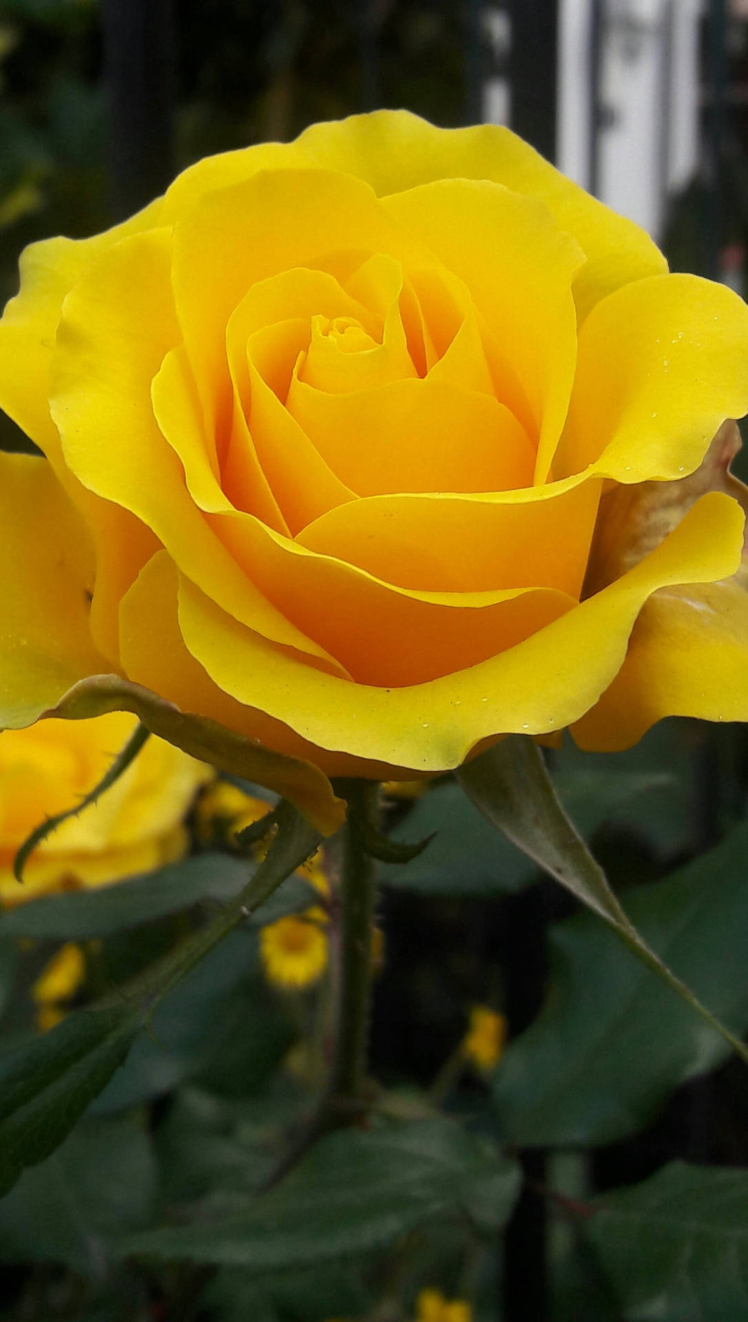 Rose Yellow Hd Iphone Background