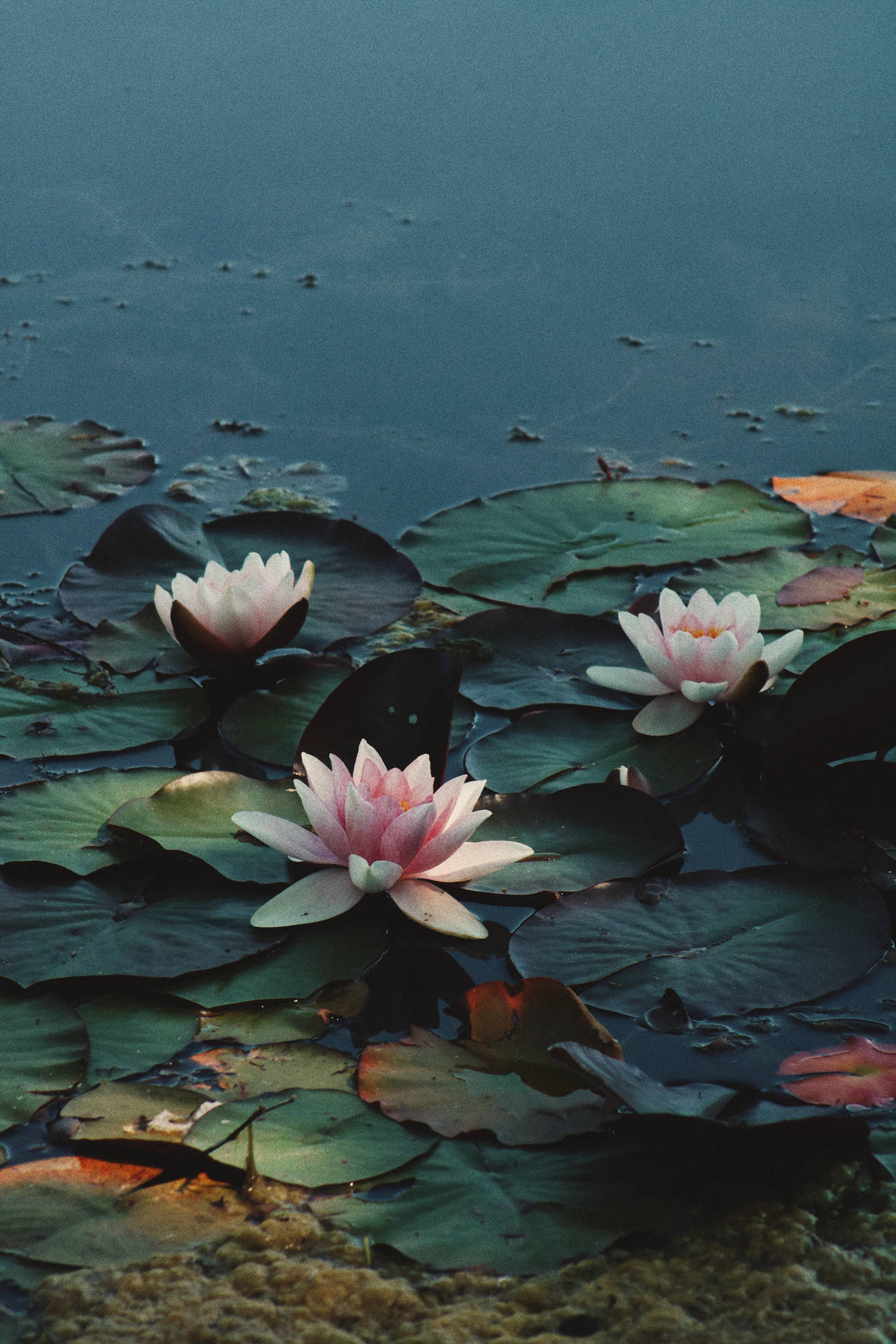 Rosea Plena Lotus Flower Background