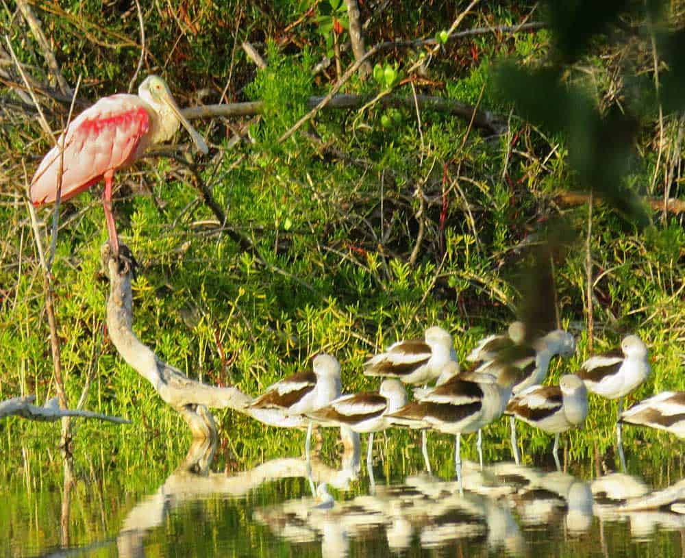 Roseate Spoonbill Everglades National Park Background