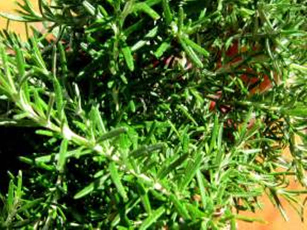 Rosemary Bush Green Background