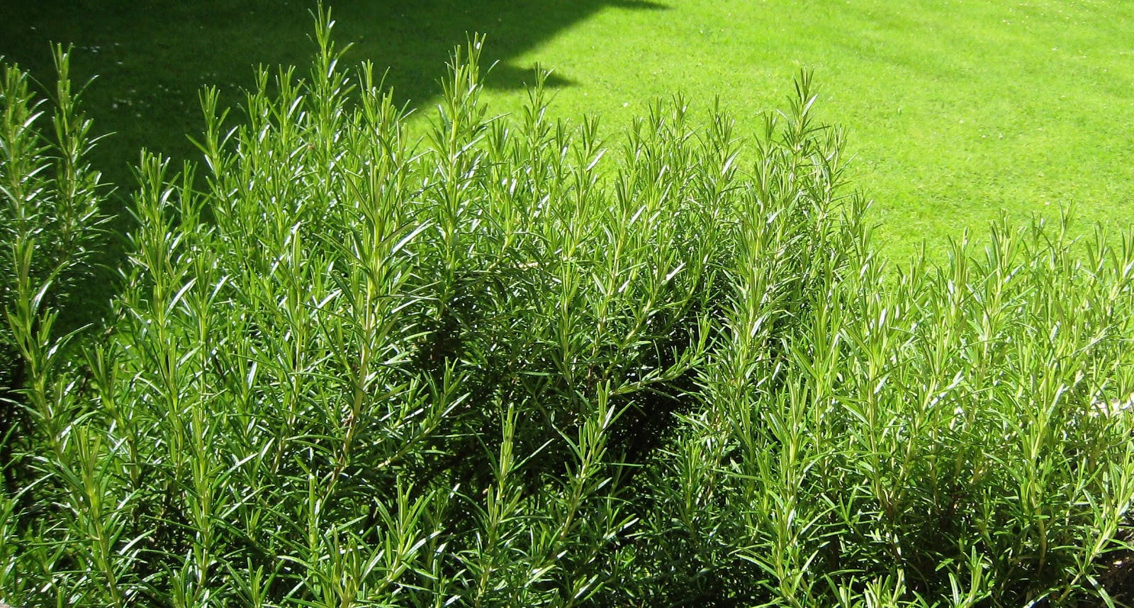 Rosemary Bush On Grass Field Background