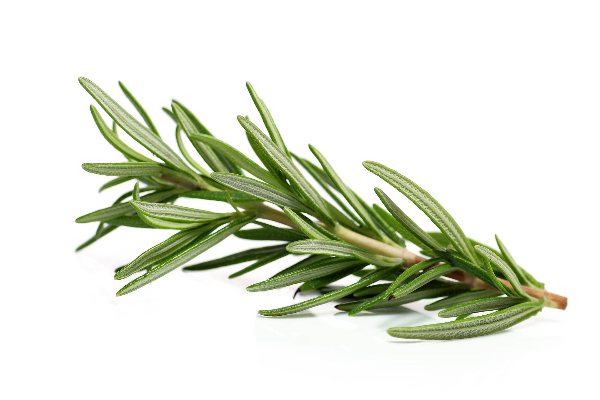 Rosemary On White Background Background