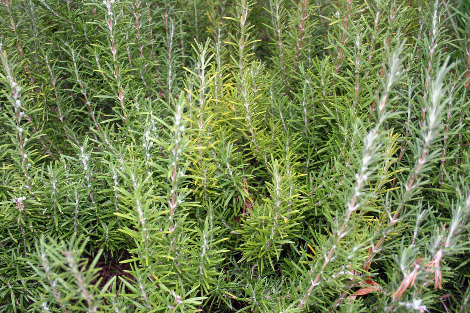 Rosemary Tall Bushes Background