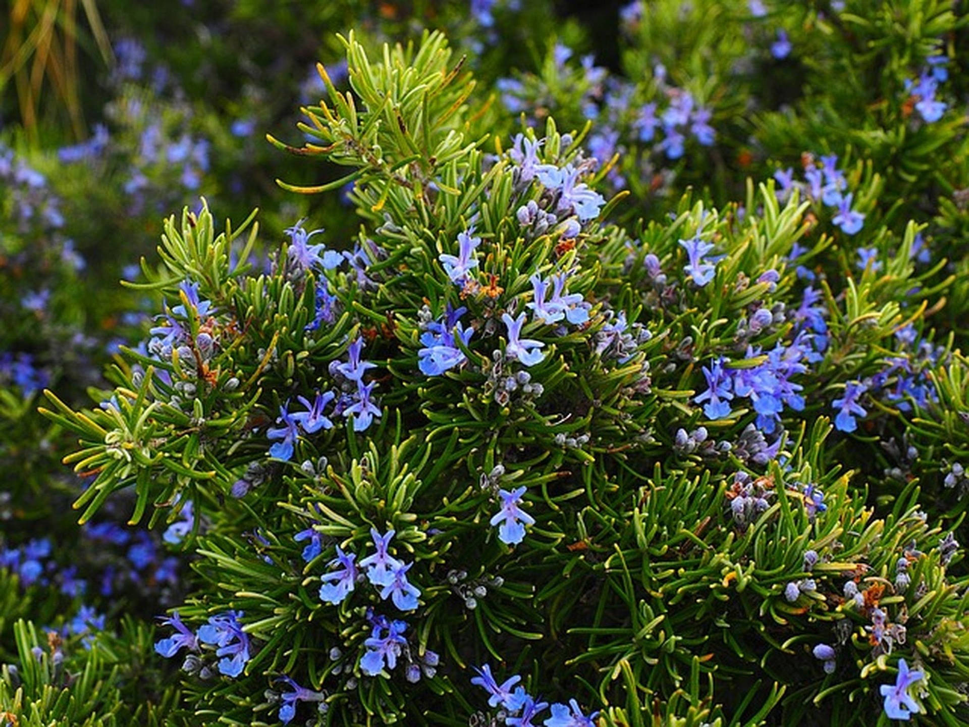 Rosemary With Lilacs Background