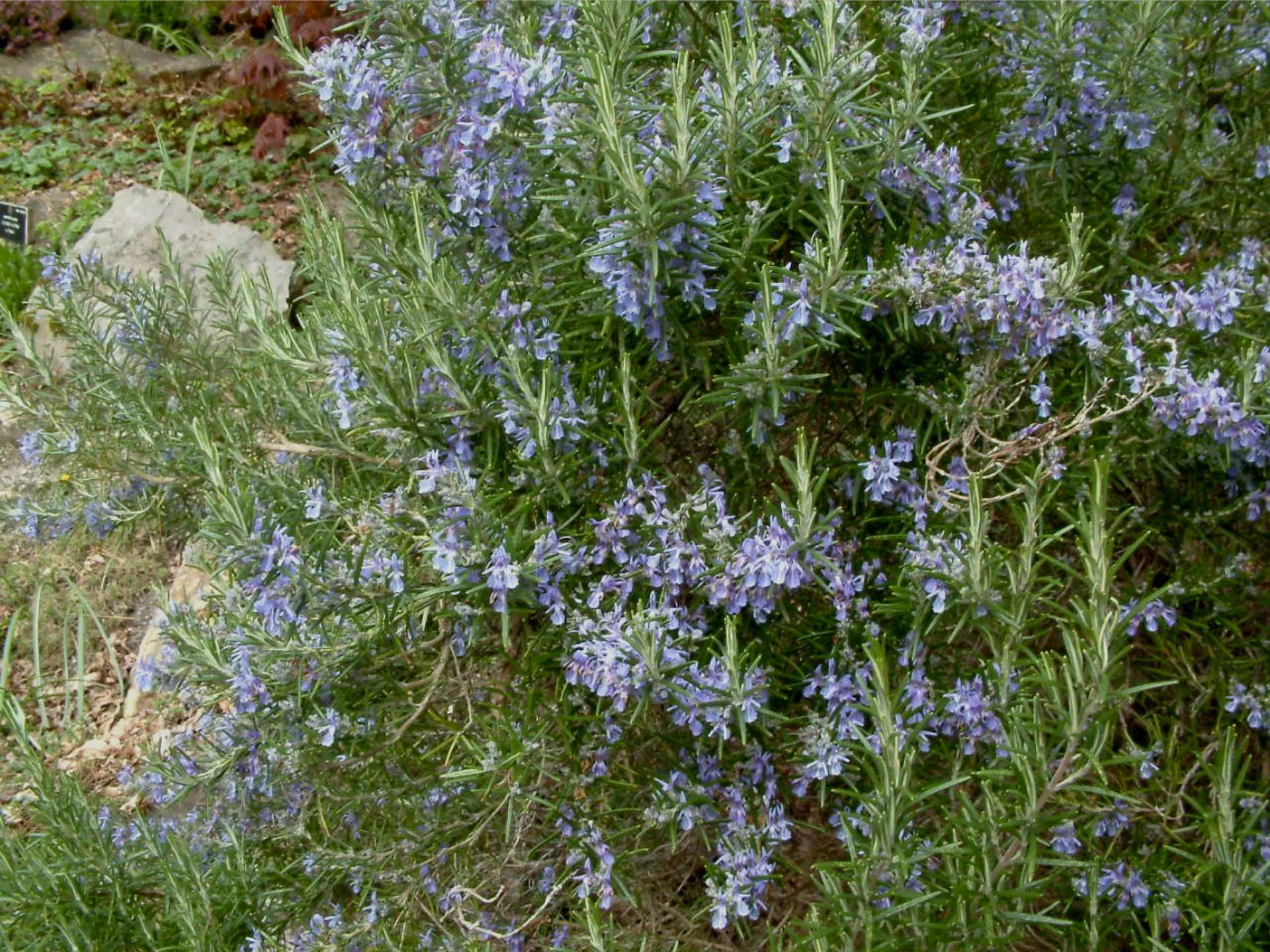 Rosemary With Purple Flowers Background