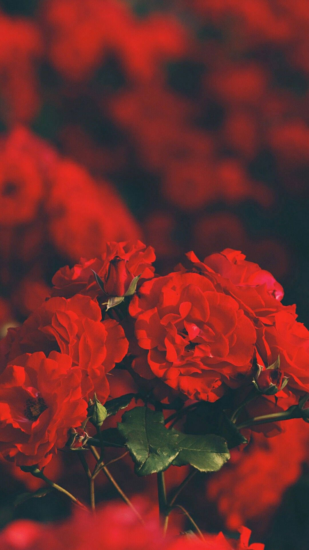 Roses Are Red Aesthetic Iphone Background