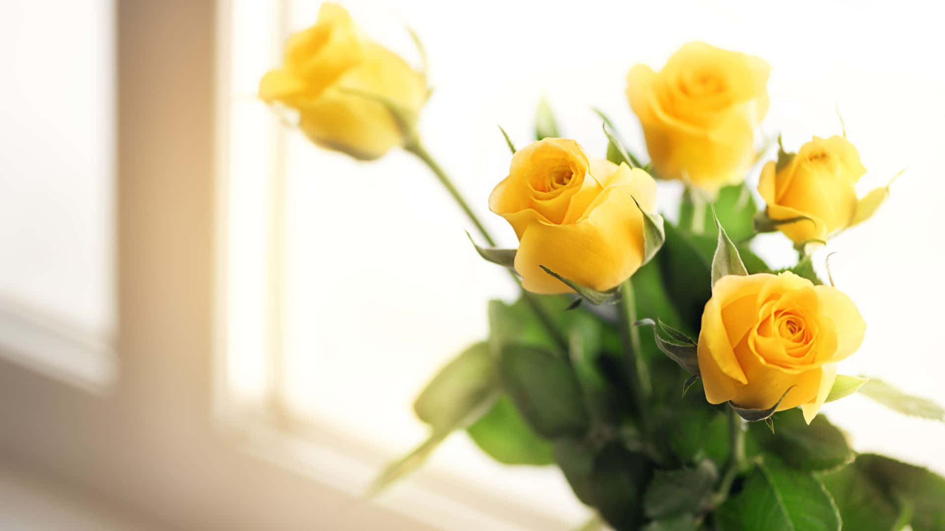 Roses By The Window Yellow Aesthetic Flower Desktop