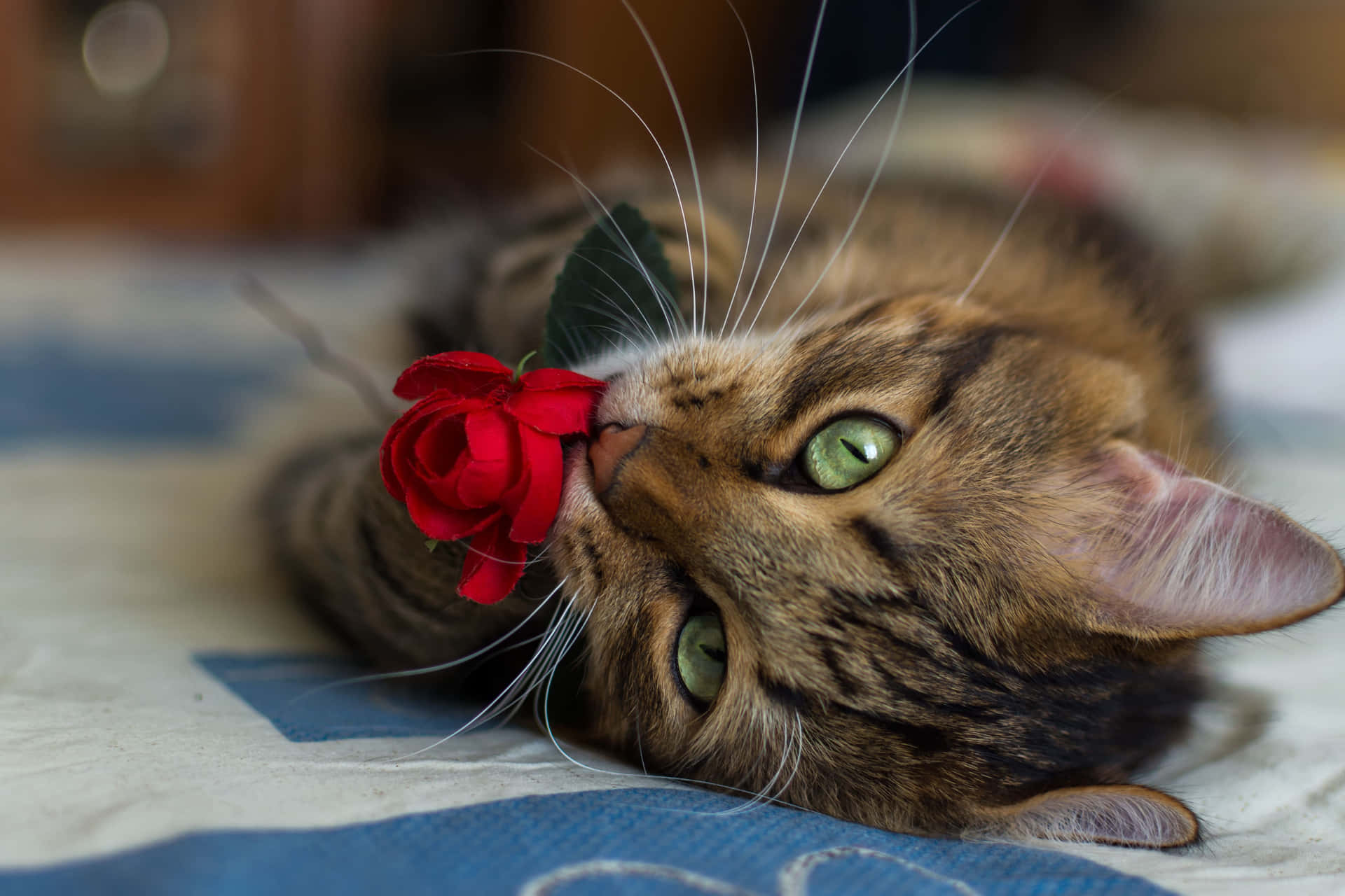 Roses Cute Cat Pfp