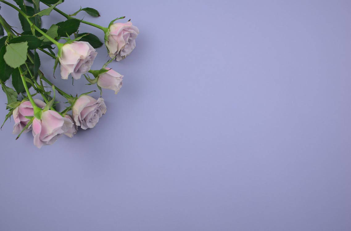 Roses In Light Purple Background