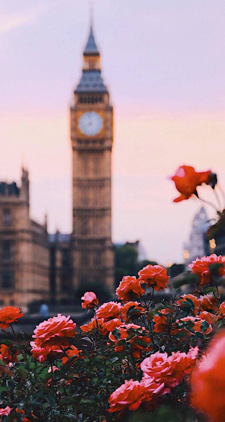 Roses In London Background