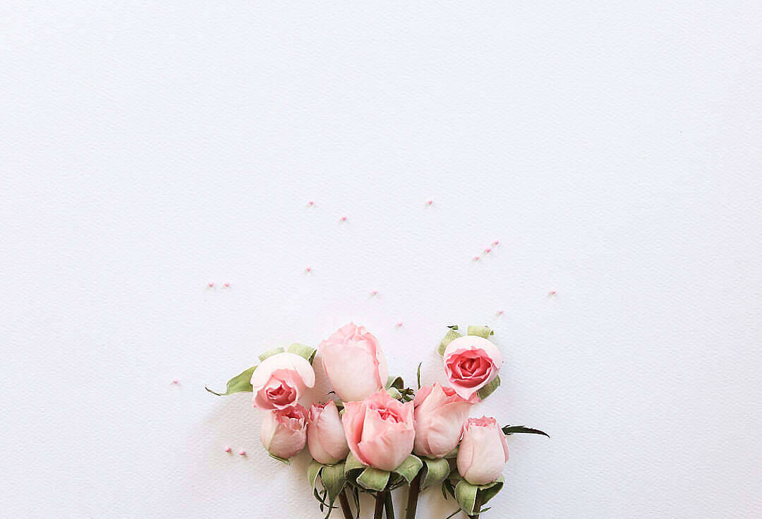 Roses In Pastel Pink Aesthetic Display Background