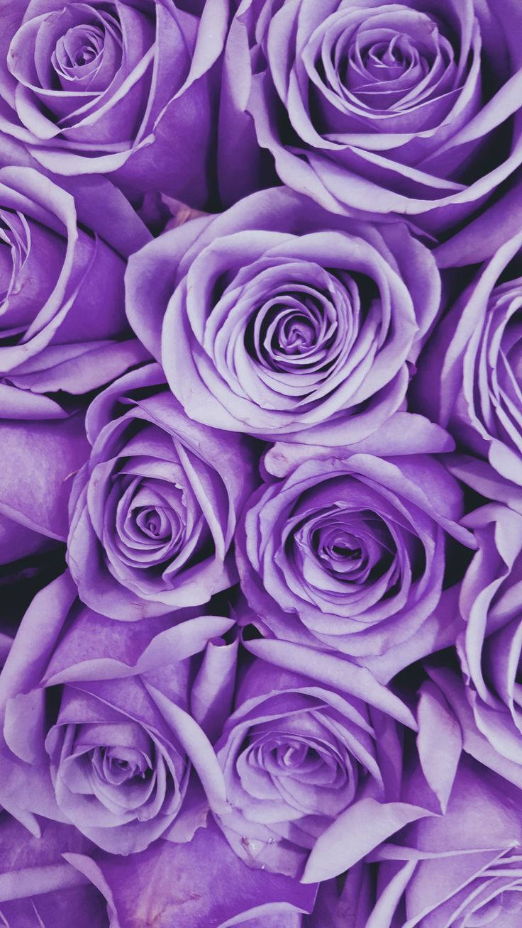 Roses Neon Purple Iphone Background