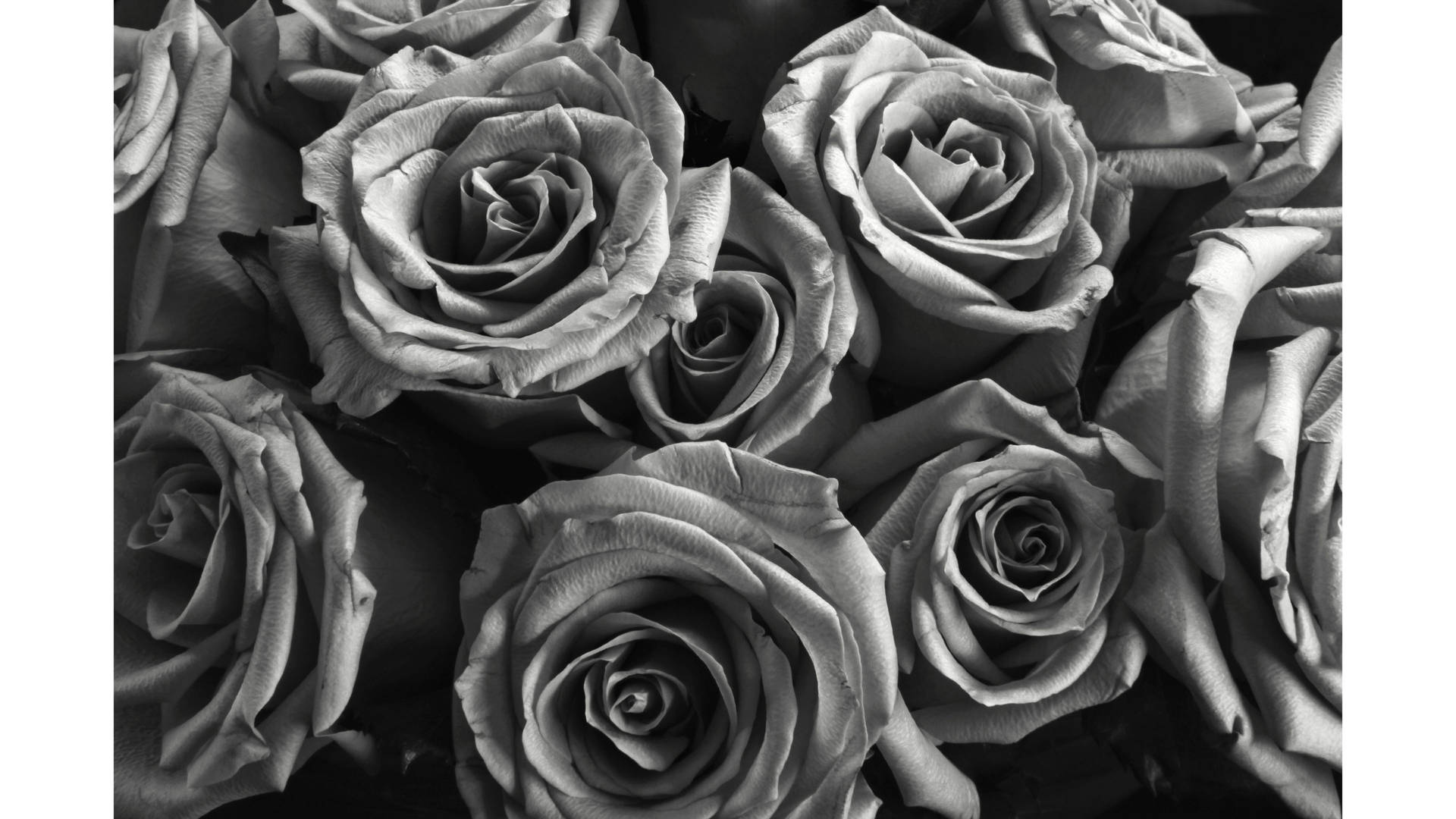 Roses On Black And White Filter Background