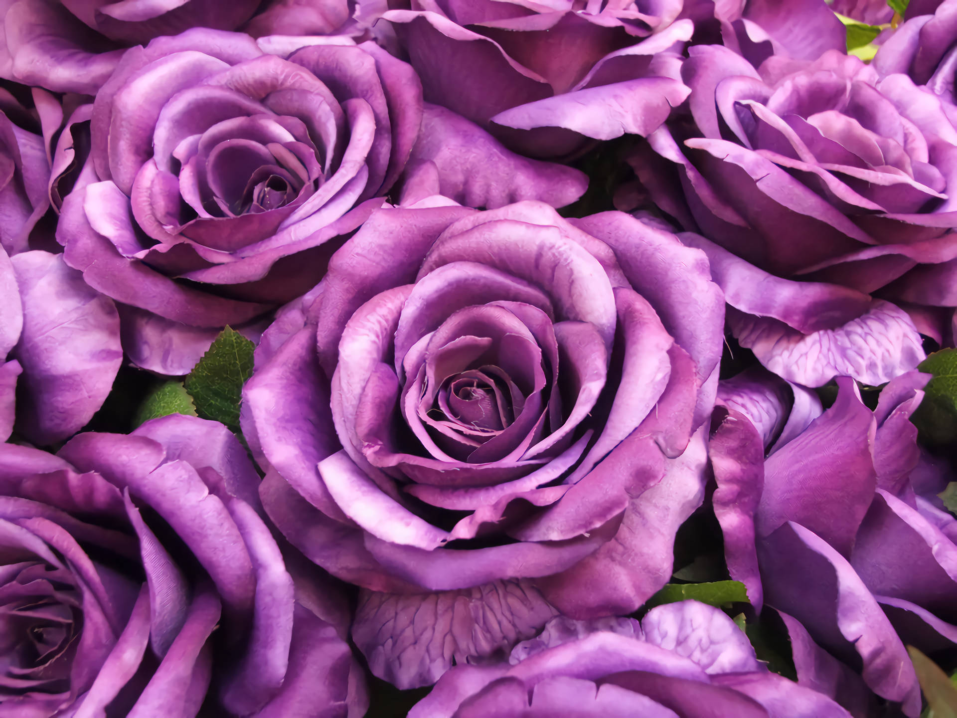 Roses Purple Flowers Macro Photograph Background