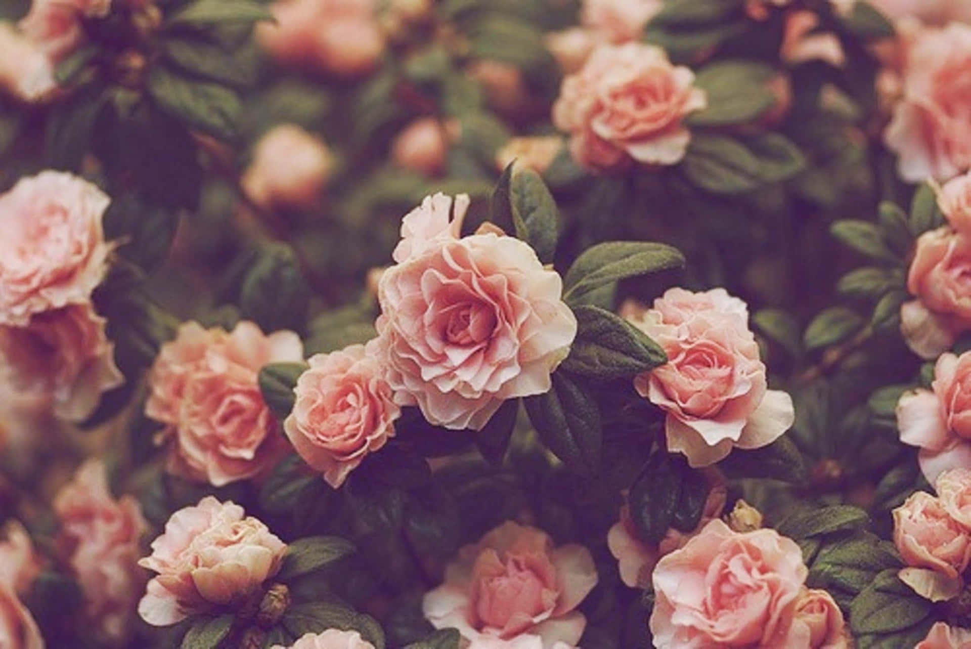 Roses Tumblr Flowers Desktop Background