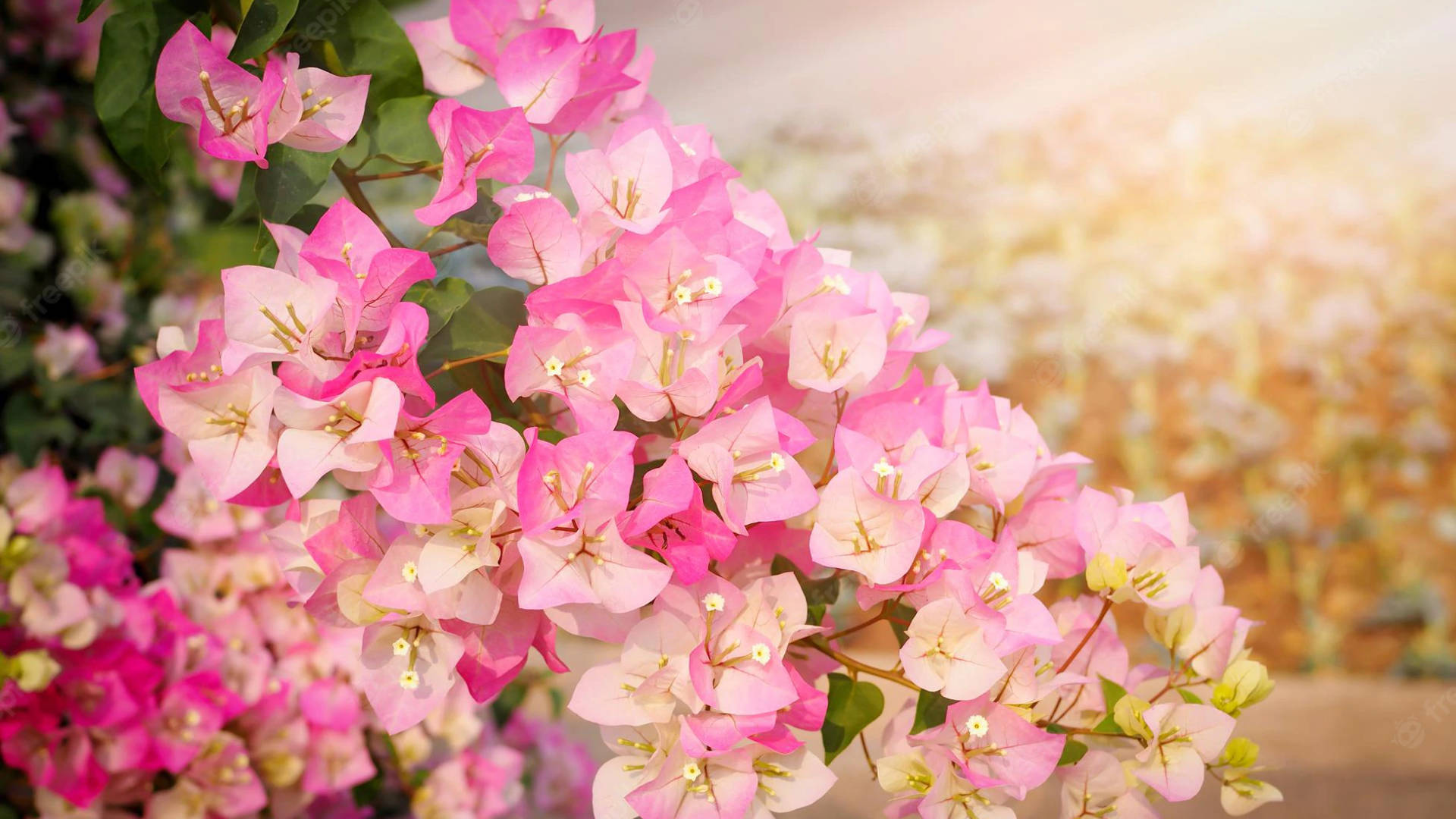 Rosy Bougainvillea Flowers Background