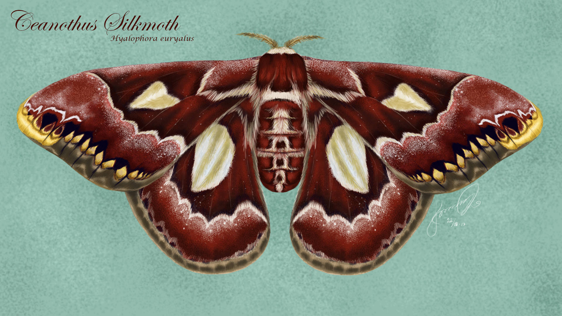 Rothschildia Silkmoth Dark Red Insect Background