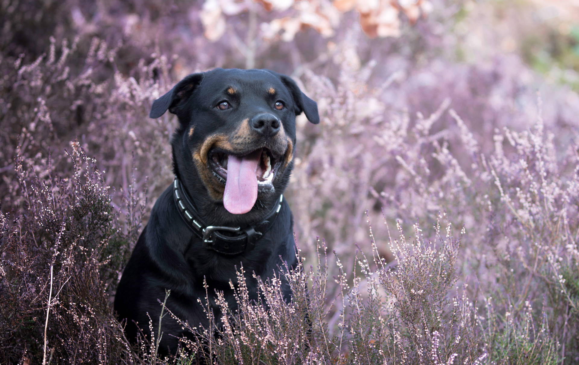 Rottweiler And Lavenders Background