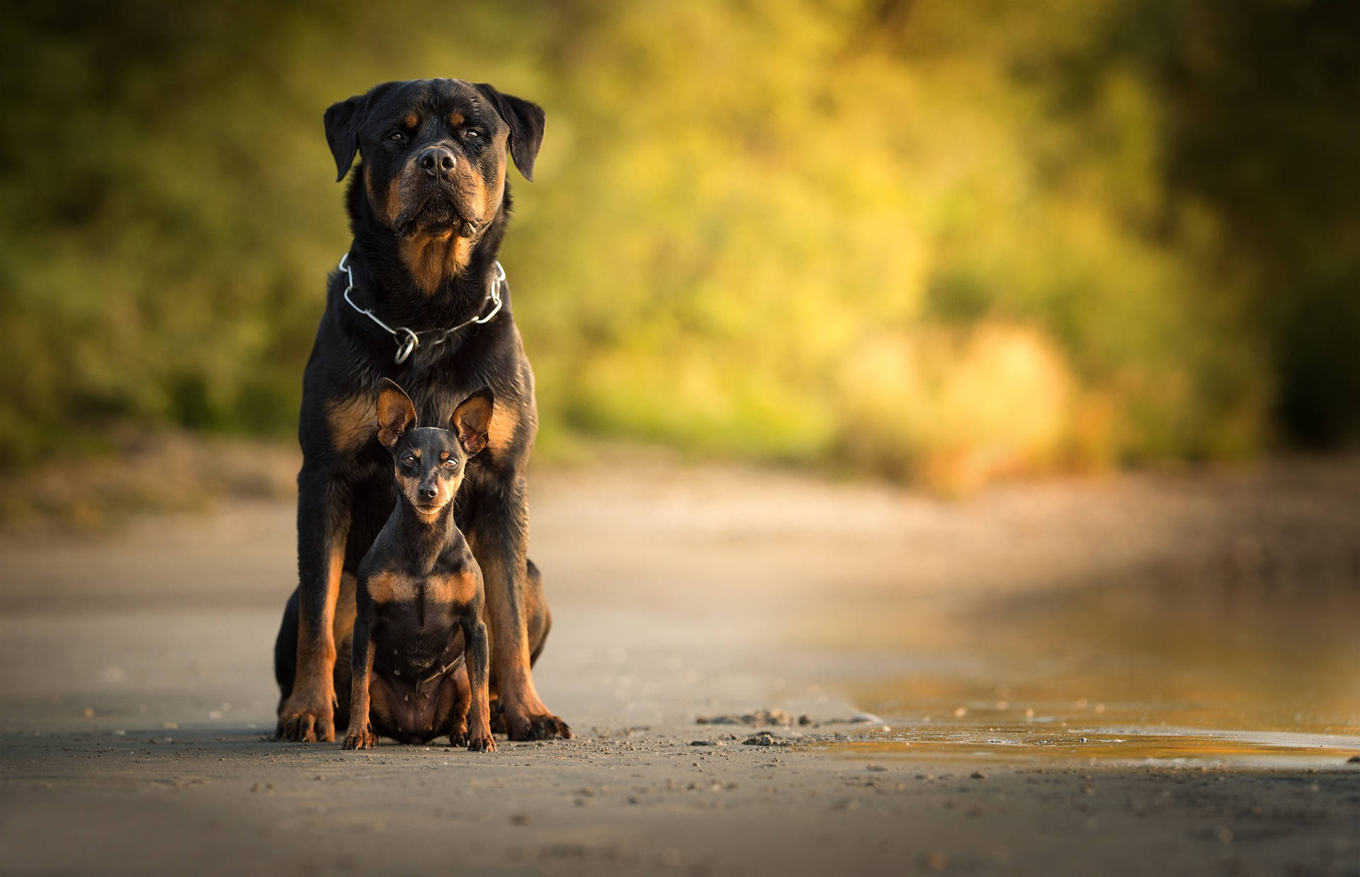 Rottweiler And Mini Pincher Background