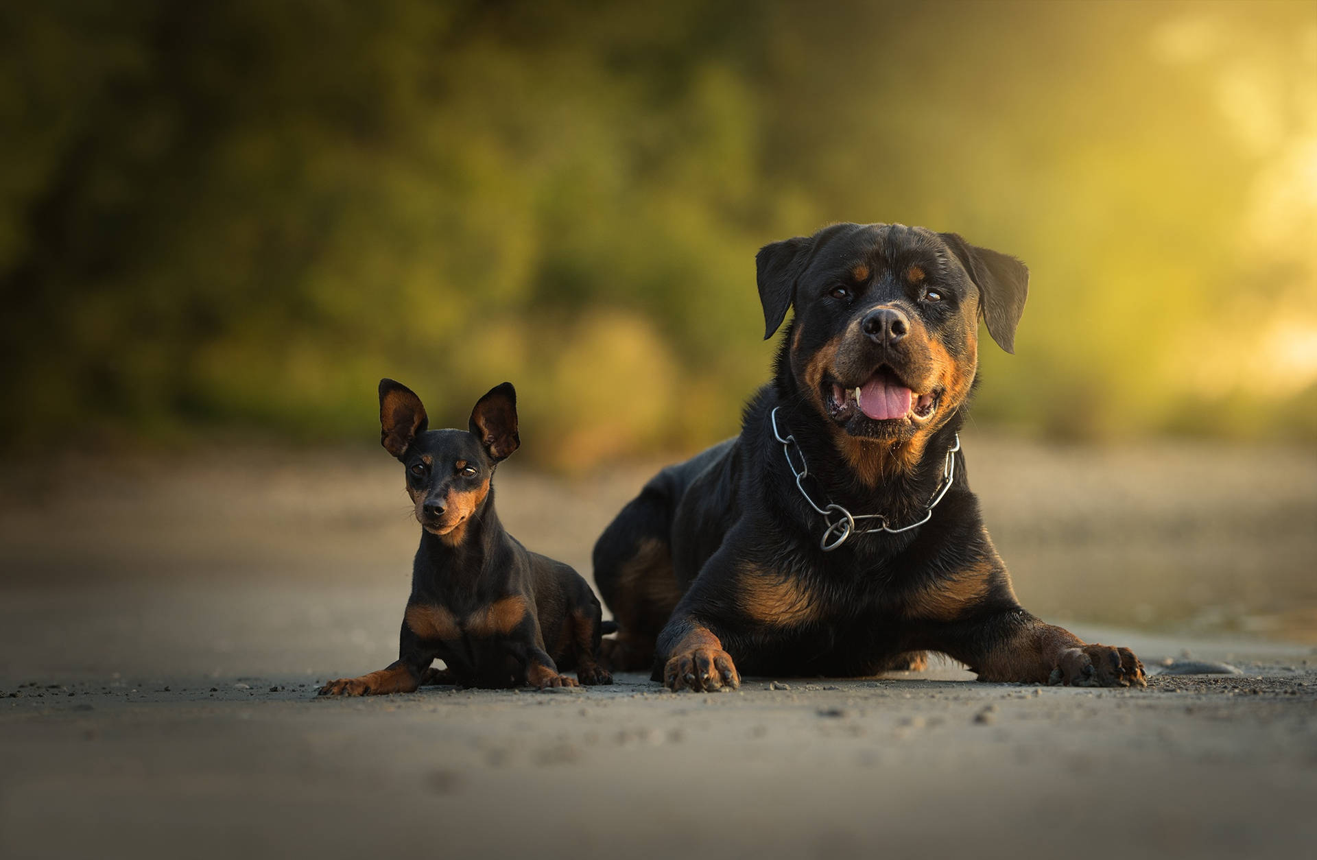 Rottweiler And Mini Pincher Dogs Background