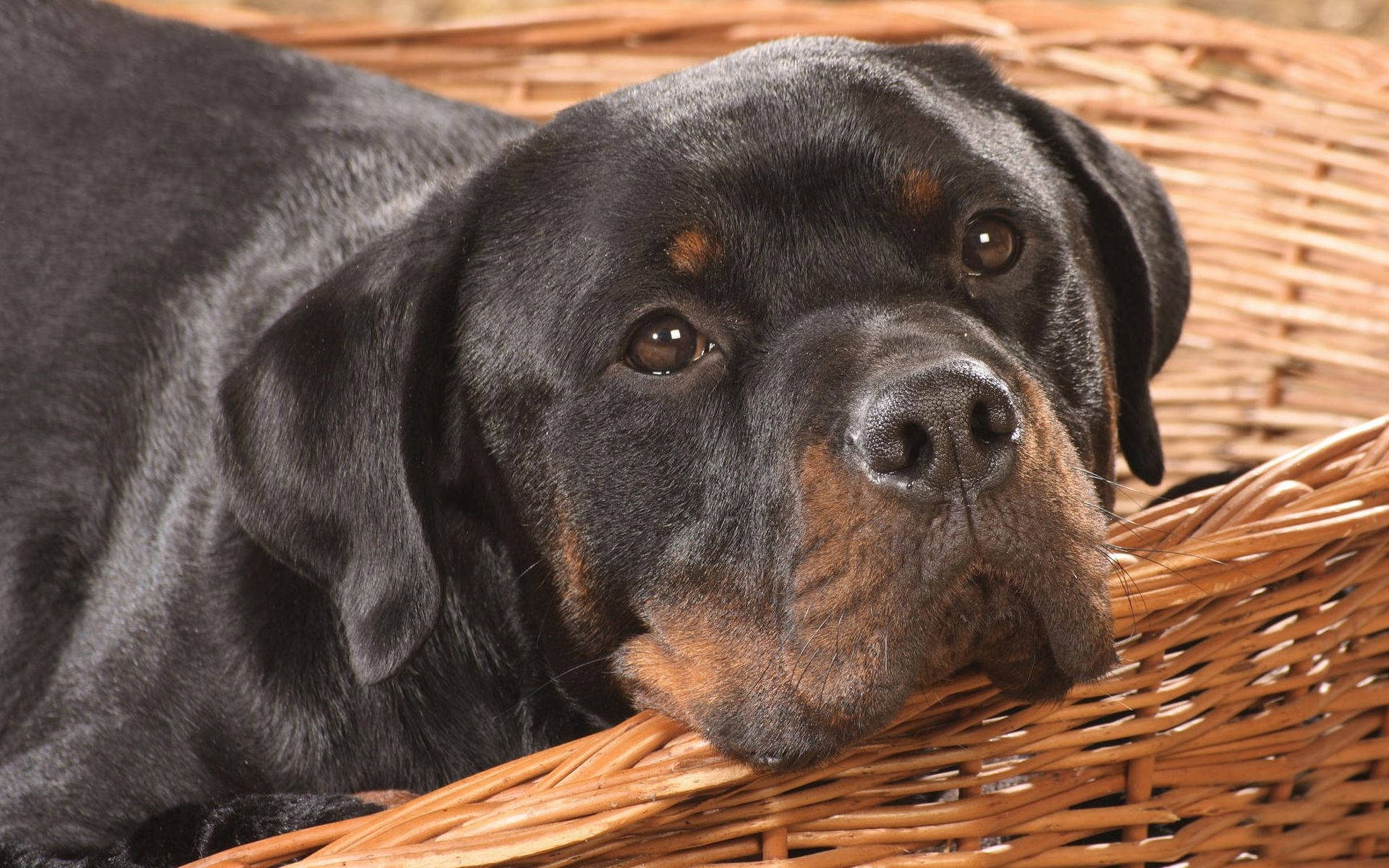 Rottweiler Dog In A Basket Background