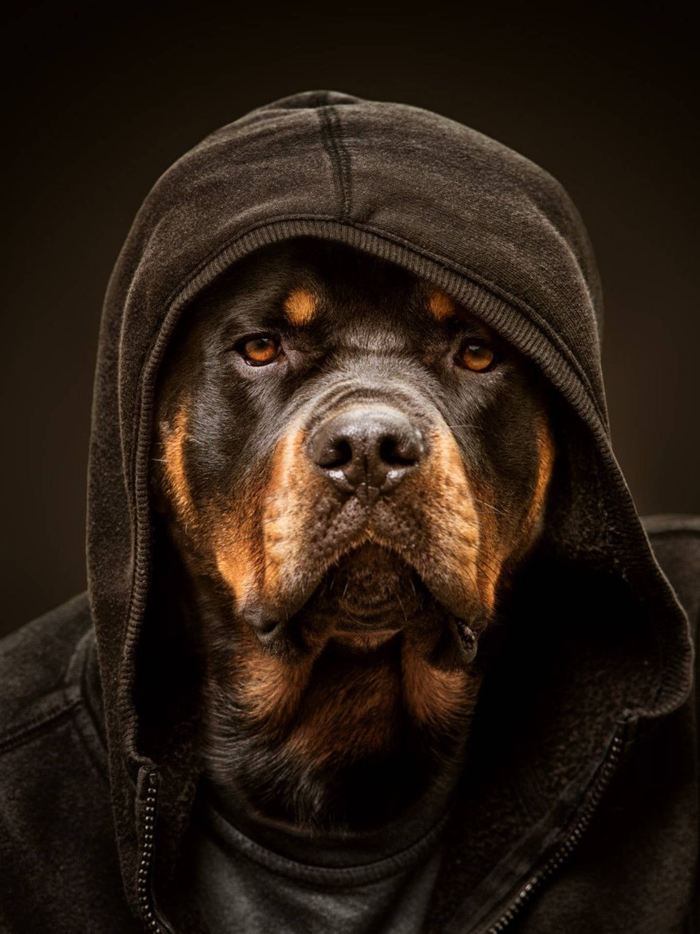 Rottweiler Dog In A Hoodie Background