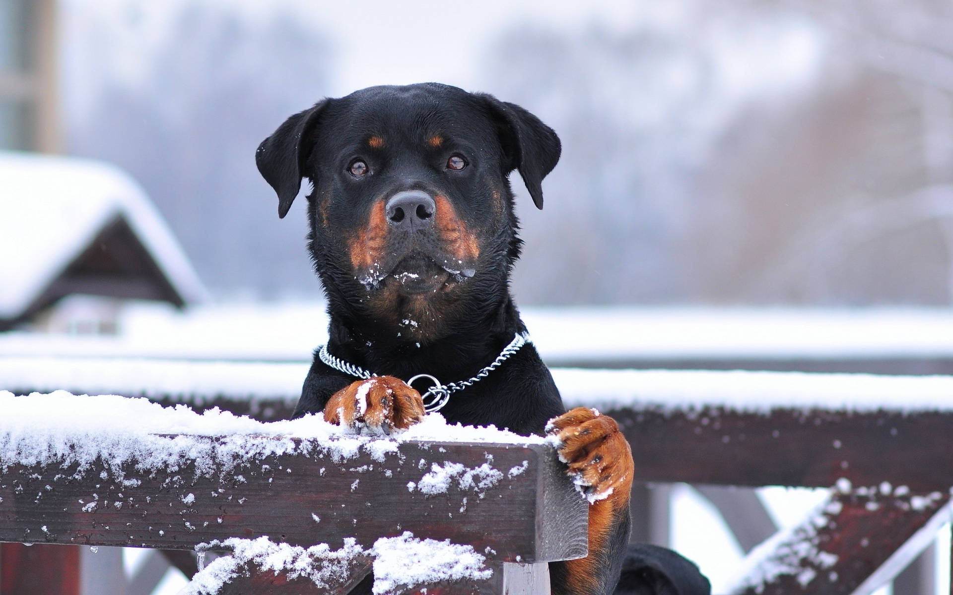 Rottweiler Dog In Snow Background
