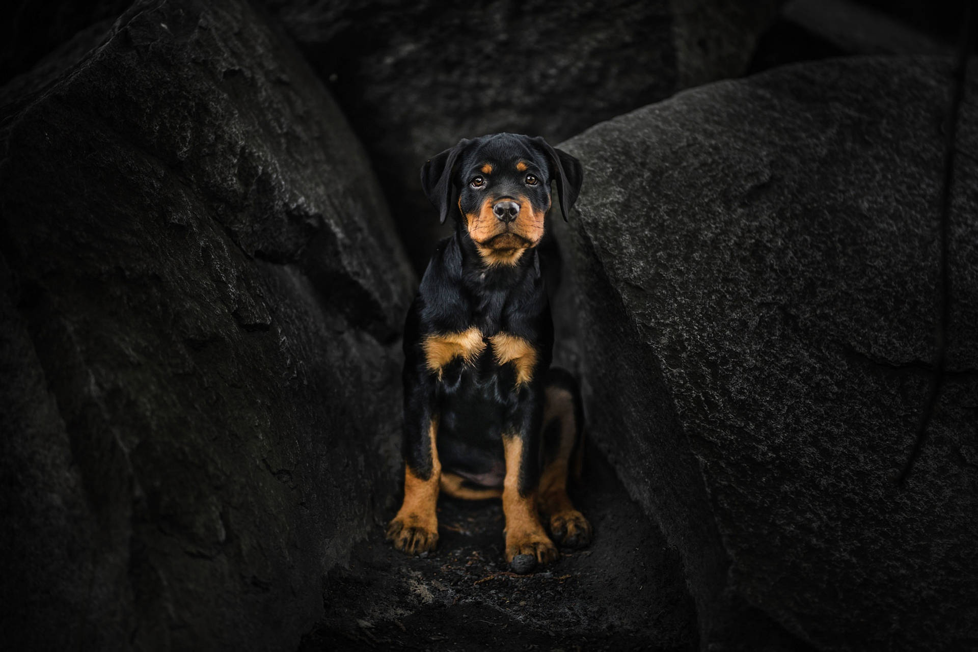 Rottweiler Dog On Black Rocks Background