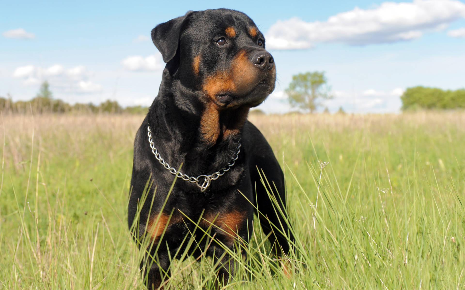 Rottweiler In The Field Background