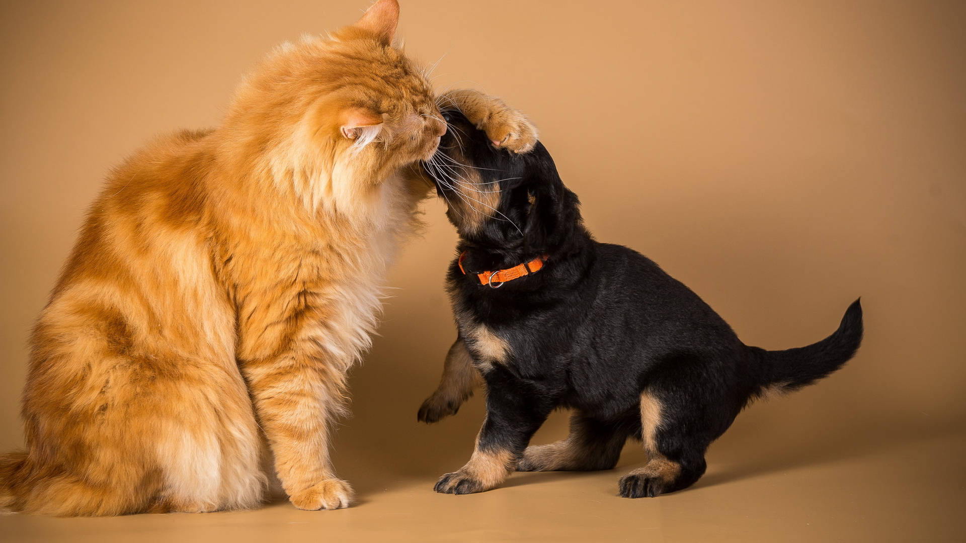Rottweiler Puppy And Cat Background